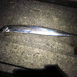 太刀魚、サゴシ、ハマチ、爆風